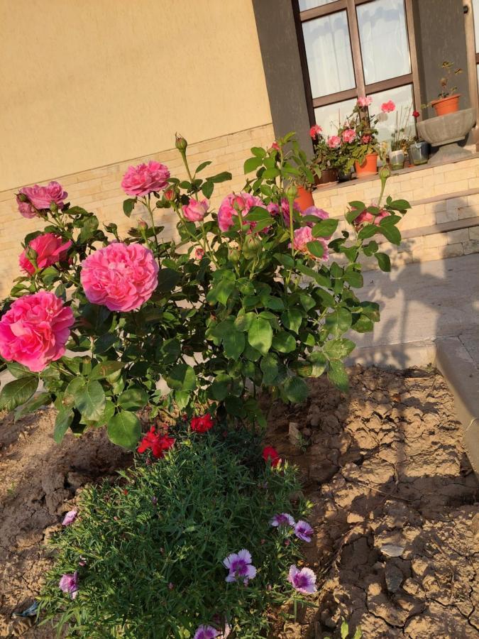 Pensiunea Camelia Baia المظهر الخارجي الصورة